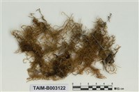 藏品(假懸苔屬)的圖片